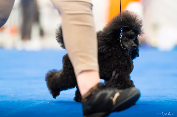 For Pets Cup – DOSPĚLÝ