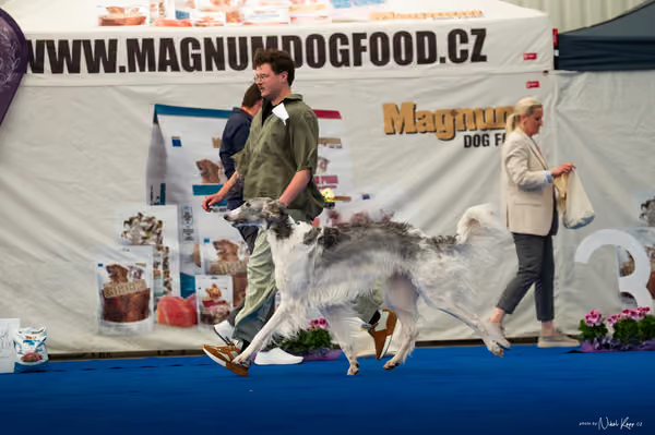 For Pets Cup – DOSPĚLÝ