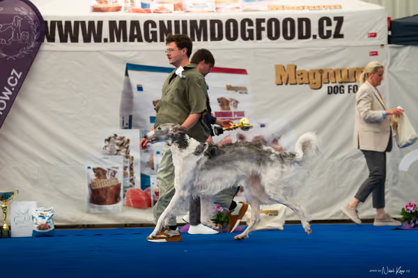 For Pets Cup – DOSPĚLÝ