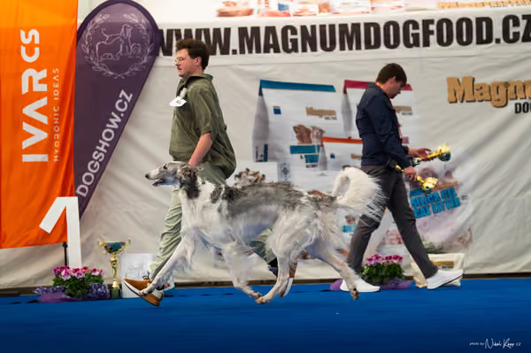 For Pets Cup – DOSPĚLÝ