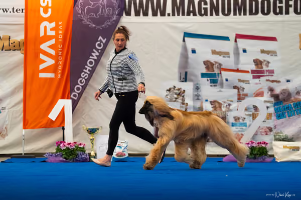 For Pets Cup – DOSPĚLÝ
