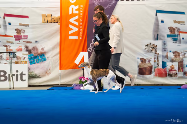 For Pets Cup – DOSPĚLÝ