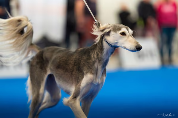 For Pets Cup – DOSPĚLÝ