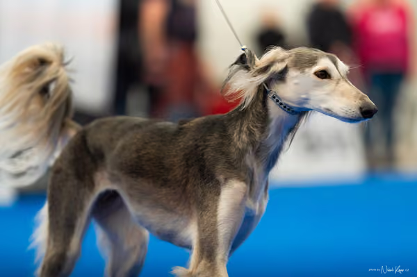 For Pets Cup – DOSPĚLÝ