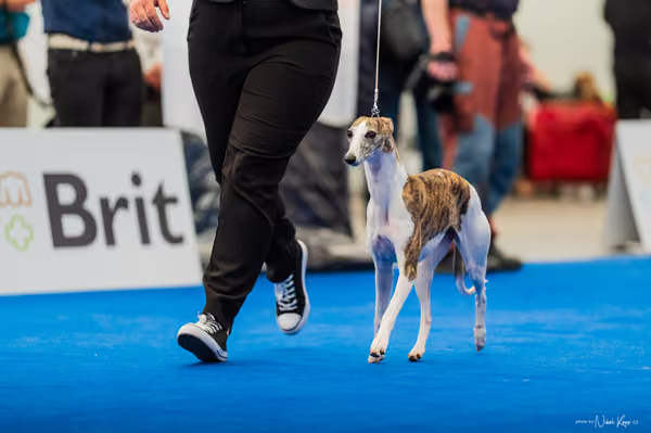 For Pets Cup – DOSPĚLÝ