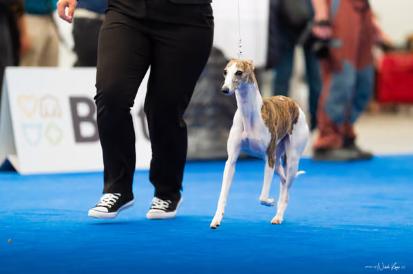 For Pets Cup – DOSPĚLÝ