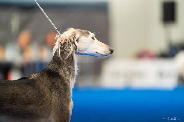 For Pets Cup – DOSPĚLÝ
