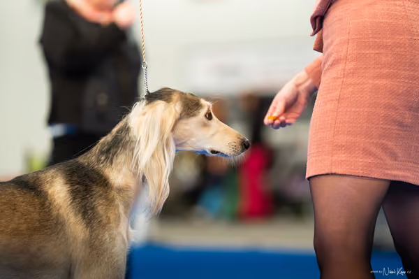 For Pets Cup – DOSPĚLÝ