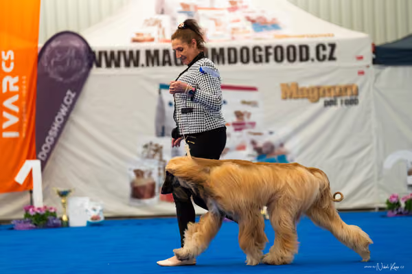 For Pets Cup – DOSPĚLÝ