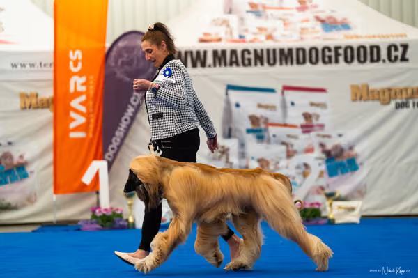 For Pets Cup – DOSPĚLÝ