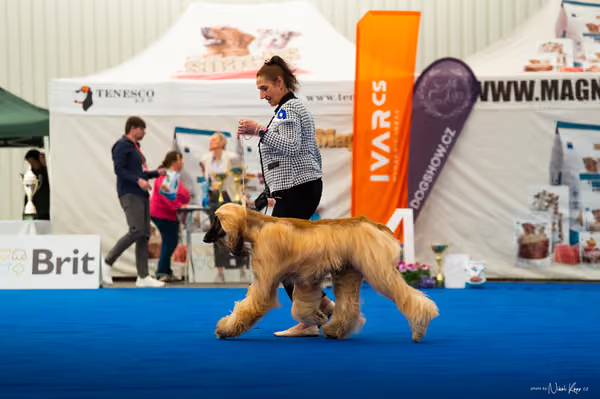 For Pets Cup – DOSPĚLÝ