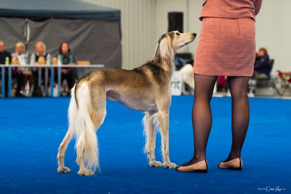 For Pets Cup – DOSPĚLÝ