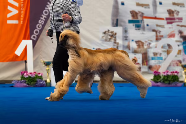 For Pets Cup – DOSPĚLÝ