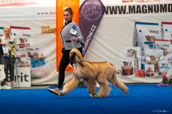 For Pets Cup – DOSPĚLÝ