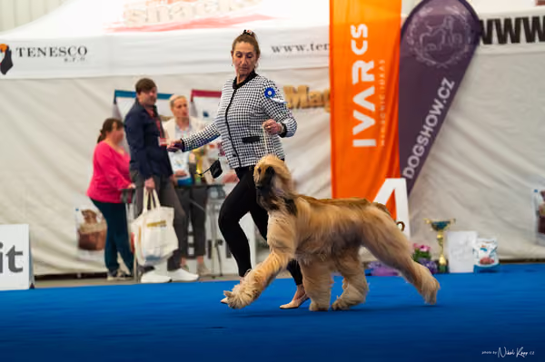 For Pets Cup – DOSPĚLÝ