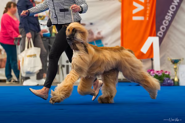 For Pets Cup – DOSPĚLÝ