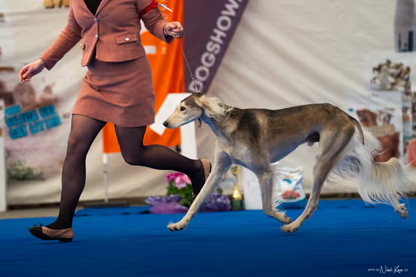 For Pets Cup – DOSPĚLÝ