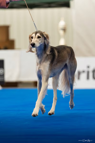 For Pets Cup – DOSPĚLÝ
