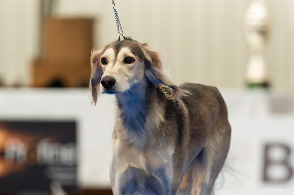 For Pets Cup – DOSPĚLÝ