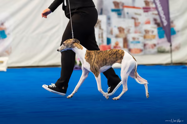 For Pets Cup – DOSPĚLÝ
