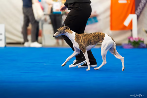 For Pets Cup – DOSPĚLÝ