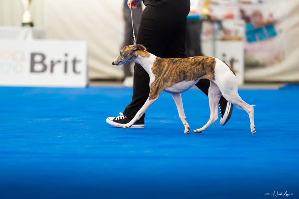 For Pets Cup – DOSPĚLÝ