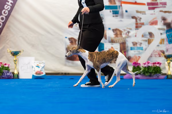 For Pets Cup – DOSPĚLÝ