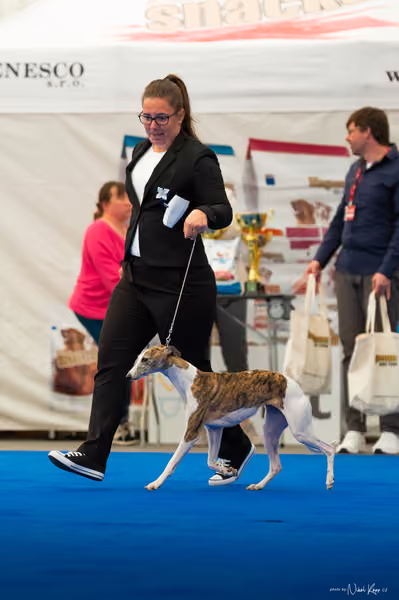 For Pets Cup – DOSPĚLÝ