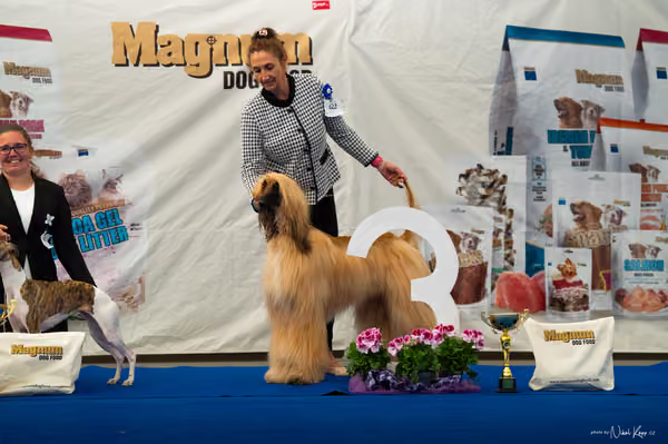 For Pets Cup – DOSPĚLÝ