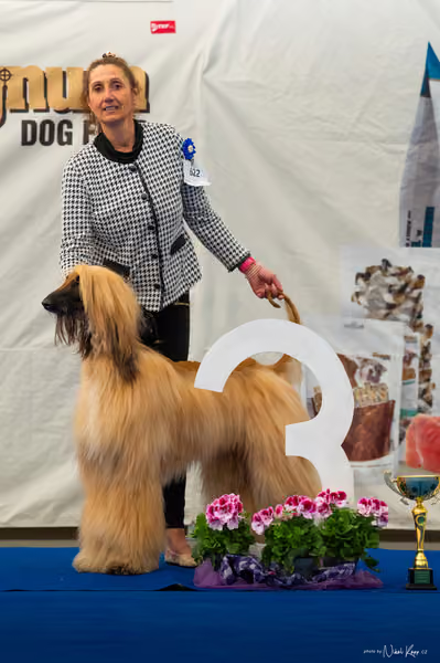 For Pets Cup – DOSPĚLÝ