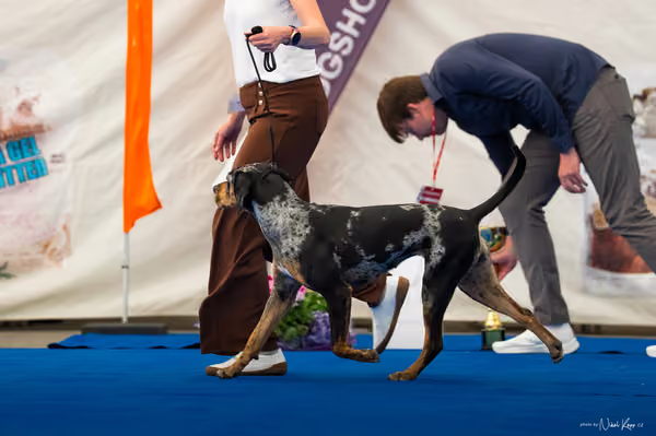 For Pets Cup – DOSPĚLÝ