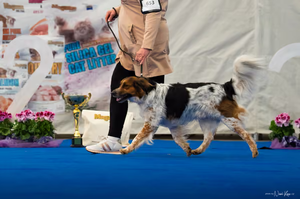 For Pets Cup – DOSPĚLÝ