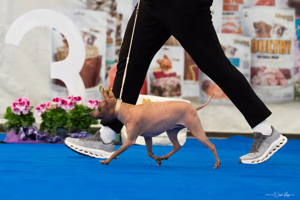 For Pets Cup – DOSPĚLÝ