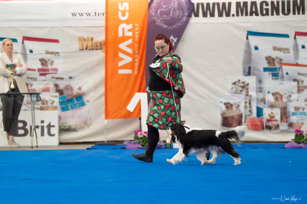 For Pets Cup – DOSPĚLÝ