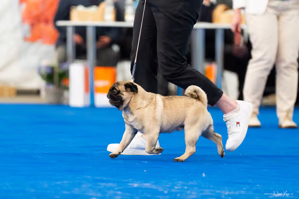 For Pets Cup – DOSPĚLÝ