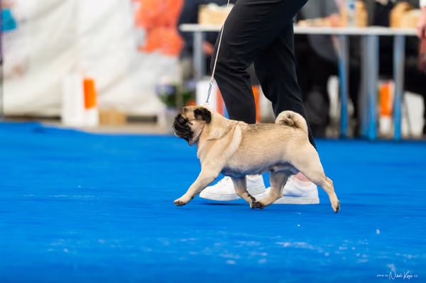 For Pets Cup – DOSPĚLÝ