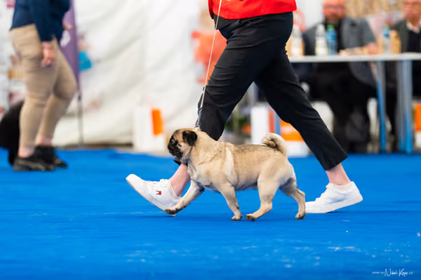 For Pets Cup – DOSPĚLÝ