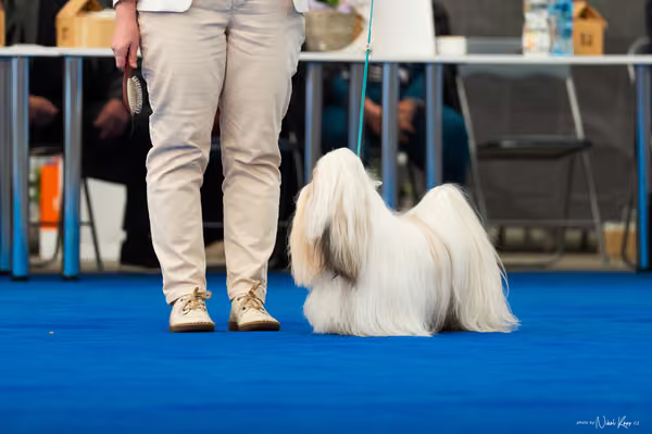 For Pets Cup – DOSPĚLÝ