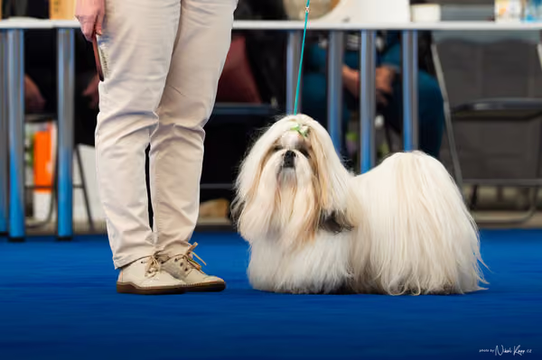 For Pets Cup – DOSPĚLÝ