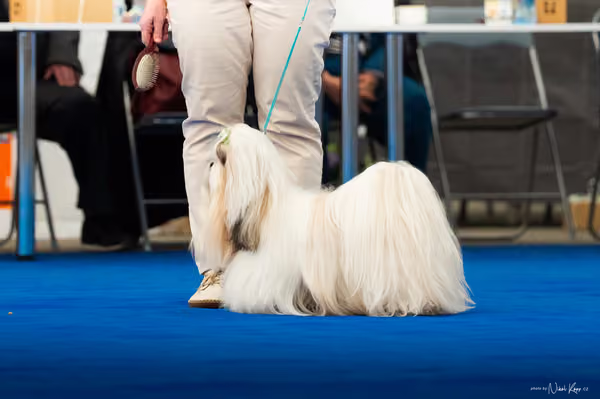 For Pets Cup – DOSPĚLÝ