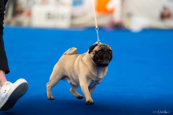 For Pets Cup – DOSPĚLÝ
