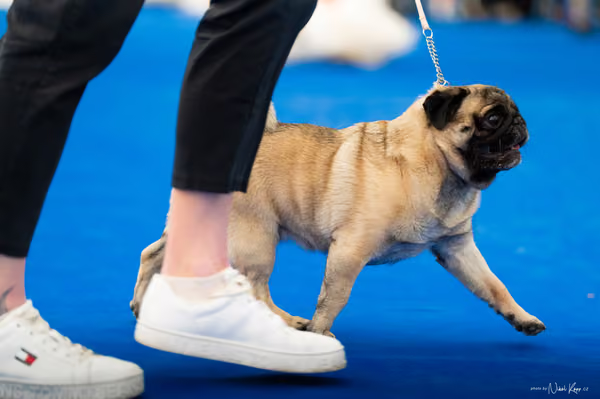 For Pets Cup – DOSPĚLÝ