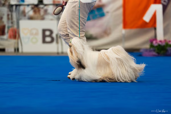For Pets Cup – DOSPĚLÝ