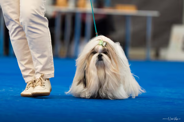 For Pets Cup – DOSPĚLÝ