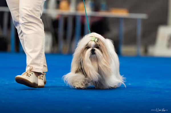 For Pets Cup – DOSPĚLÝ