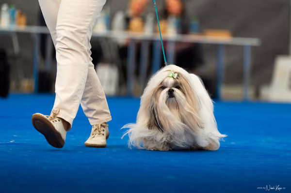 For Pets Cup – DOSPĚLÝ