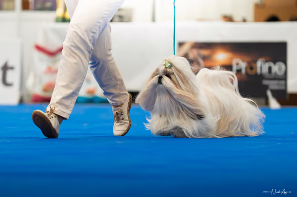 For Pets Cup – DOSPĚLÝ