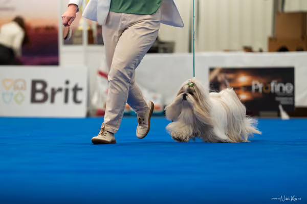 For Pets Cup – DOSPĚLÝ