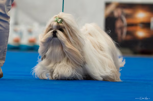 For Pets Cup – DOSPĚLÝ