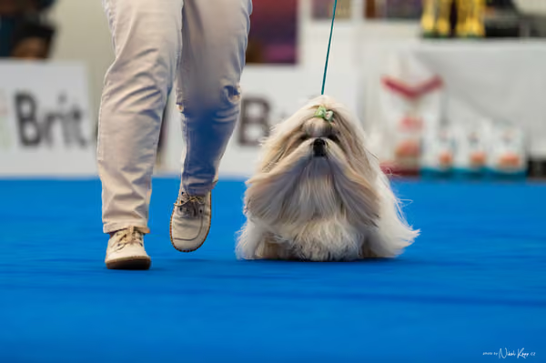 For Pets Cup – DOSPĚLÝ